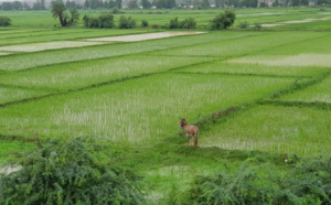 Podor- Des centaines d’hectares de riz emportés par les eaux : Les riziculteurs laissés à eux-mêmes avec leurs pertes