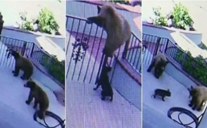 Trois grizzlis pénètrent dans une propriété et tombent sur un adversaire inattendu