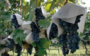 Le reportage de Slate qui prouve l’existence de vignoble : A la découverte d’un vin 100% sénégalais