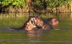 Les hippopotames du Lac Edward - R.D. Congo 