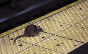 Trop de rats à New York