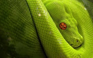 Les grands animaux d'Amérique du Sud : L'anaconda