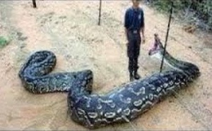 Documentaire incroyable &amp; animalier : Les méga prédateurs 2015 