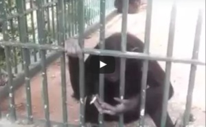 Un singe fume une cigarette au parc de Hann