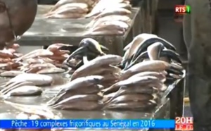Pêche : 19 complexes frigorifiques au Sénégal en 2016