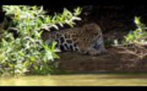 Les fauves d'Amazonie 