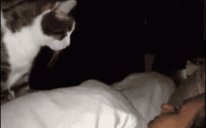 29 chats qui veulent voir le monde brûler
