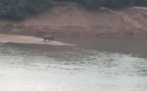 Tambacounda : Un hippopotame tueur sème la terreur à Gouloumbou