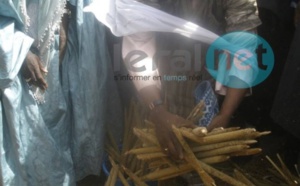 L'appel de Serigne Cheikh Saliou Mbacké pour les travaux champêtres 2015 du Daara de Lagane