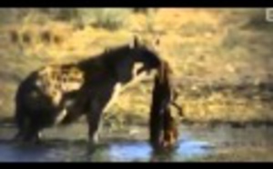 Les prédateurs de la savane, une lutte pour la survie