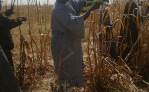 Le travail remarquable de Samuel Sarr dans les champs de Serigne Saliou à Lagane