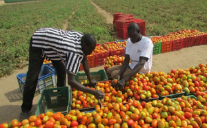 Horticulture au Sénégal : Un levier stratégique pour la souveraineté alimentaire, selon le ministre de l’agriculture