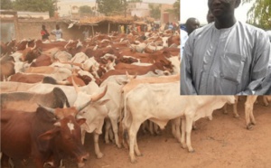 Gamou 2015- Le ministre  Amadou Bâ casse sa tirelire: Une centaine de bœufs et de chameaux offerts gracieusement à Tivaoune, Ndiassane, Thiénaba, Yoff Layène, Touba, Louga et Kaolack...