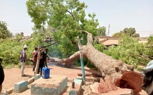 Kounkané : Grosse indignation après l'abattage d'un caïlcédrat centenaire pour un projet municipal
