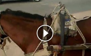 Ce que cet homme fait avec son cheval est extraordinaire. Regardez !