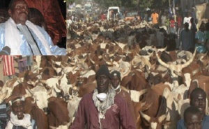 Touba : Le reponsable de la boucherie de Cheikh Béthio Thioune arrêté