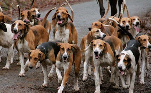 Kolda - 155 cas de morsures de chiens, en l’espace d’un an : Les acteurs prévoient une opération d’abattage de chiens errants