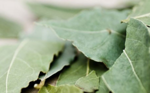 Les feuilles de lauriers pour récupérer un vêtement qui déteint