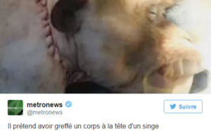 Une greffe de tête réussie chez un singe