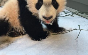 12 animaux qui s’éclatent dans la neige après la tempête aux États-Unis