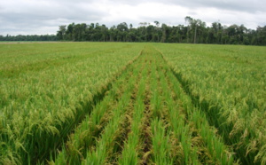 Agriculture : le Japon lance avec le gouvernement un projet de 1,053 milliard FCfa pour la riziculture pluviale