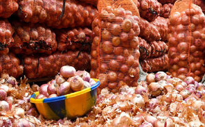 Crise de l’oignon à Diender : Plus de 65 000 tonnes pourrissent dans les champs, les producteurs tirent la sonnette d’alarme