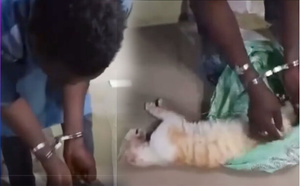 Médina / Arrêtés avec un chat égorgé : Les deux Nigériens vendeurs de "Dibi Haoussa", passent aux aveux