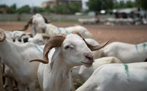 Mairie de Ouakam : Démenti formel sur une prétendue distribution de moutons de Tabaski