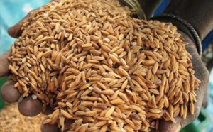 La campagne agricole de 2015 : la science, la magie et Boy djinné - Par Amadou Ndiaye