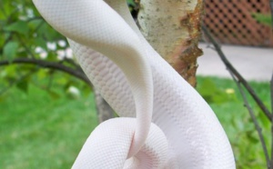 29 animaux albinos qui vont vous faire craquer