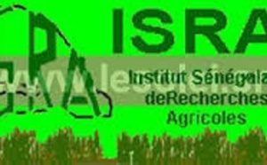 Exclusif: Gros scandale à l’Isra : 110 millions détournés, Saliou Mboup écroué.