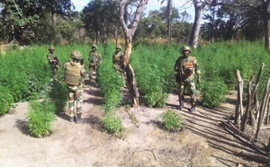 Lutte antidrogue en Casamance : Près de 400 hectares de chanvre indien détruits dans les îles Karones