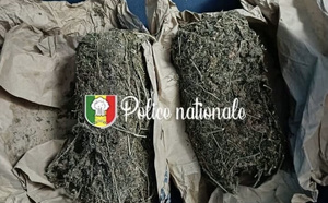 Ziguinchor : un cultivateur interpellé avec 2 kg de chanvre indien