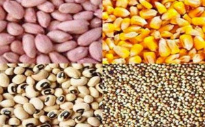 Diourbel-campagne agricole : l’hivernage s’installe, mais les semences se font attendre