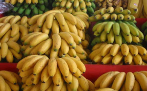 La banane : Une filière en plein essor vers 2029, selon un post du Ministre de l’Agriculture   Dr Mabouba Diagne