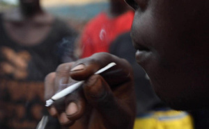 Kush, la drogue meurtrière qui ravage la jeunesse sénégalaise : Le cri d’alerte de Dr. Ibrahima Ndiaye sur ce fléau