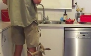 Ce bébé kangourou est un grand gourmand et il va vous faire fondre
