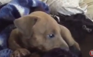 Regardez la réaction de ce chiot face à son maître qui pleurniche. Trop drôle !