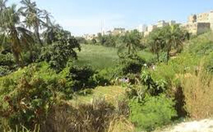 Espaces verts urbains : 4 000 arbres plantés dans le cadre du programme Naatal