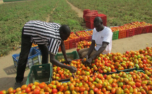 Horticulture et croissance : Un forum national annoncé pour structurer un levier stratégique