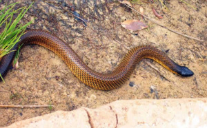 Des serpents hantent le sommeil des malades à l'hopital Le Dandec