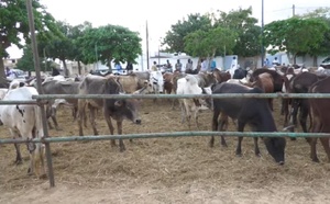 Magal 2025 : Mobilisation de bœufs de Serigne Khadim Lo Gaydel à Touba-Bakhdad