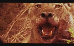La puissance et l'intelligence du roi de la savane : Le Lion 