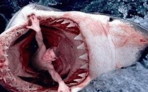 Les animaux de la mer en danger - Documentaire 