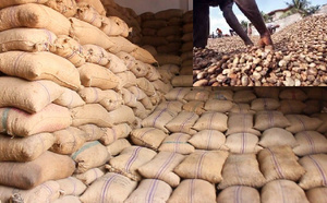 Cajou : la Casamance face à une mévente malgré 150 000 tonnes exportées, les acteurs appellent l’État à miser sur la transformation locale