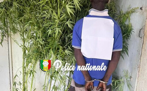 Interpellation pour culture de chanvre indien : 30 plants de cannabis saisis par l’OCRTIS à Kédougou
