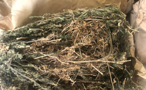 Trafic de drogue à Dieuppeul-Derklé : Interpelé en possession d’un cornet de chanvre, un individu tombe avec d’autres lots de stupéfiants