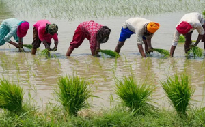 Agriculture sinistrée : Niassène submergée, les paysans de Fatick désespérés après les pluies torrentielles