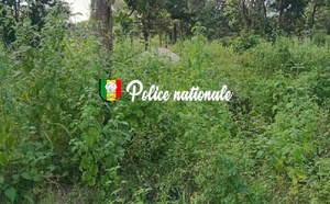 La Brigade des stupéfiants frappe encore en Casamance : Trois cultivateurs de chanvre indien arrêtés à Djibidione