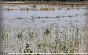 À Podor, les inondations ont endommagé des cultures d’une superficie de 323 hectares, selon la SAED
